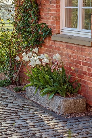 MORTON_HALL_GARDENS_WORCESTERSHIRE_APRIL_SPRING_PATH_STONE_CONTAINER_WHITE_TULIP_WHITE_TRIUMPHATOR_A
