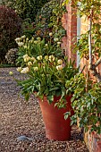 MORTON HALL GARDENS, WORCESTERSHIRE: APRIL, SPRING, CONTAINER WITH TULIP MOUNT TACOMA