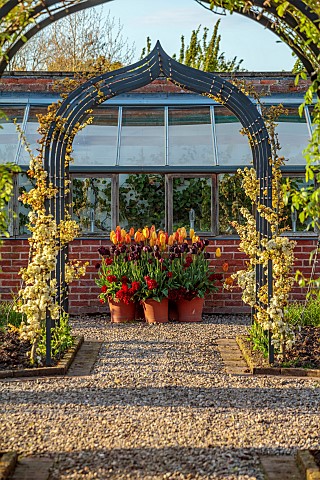 MORTON_HALL_GARDENS_WORCESTERSHIRE_CONTAINERS_TULIPS_GREENHOUSE_TULIPA_RHAPSODY_OF_SMILES_TULIPA_BLA