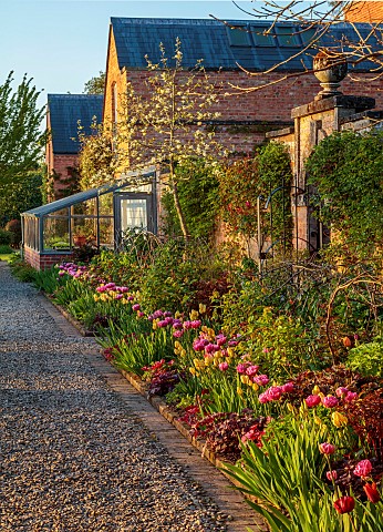MORTON_HALL_GARDENS_WORCESTERSHIRE_THE_KITCHEN_GARDEN_SPRING_APRIL_BORDER_WITH_TULIPS_AMAZING_GRACE_
