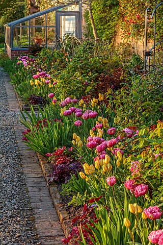 MORTON_HALL_GARDENS_WORCESTERSHIRE_THE_KITCHEN_GARDEN_SPRING_APRIL_BORDER_WITH_TULIPS_AMAZING_GRACE_