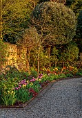 MORTON HALL GARDENS, WORCESTERSHIRE: THE KITCHEN GARDEN, SPRING, APRIL, BORDER WITH TULIPS AMAZING GRACE, ANTOINETTE, WALLED GARDEN, GREENHOUSE