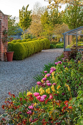 MORTON_HALL_GARDENS_WORCESTERSHIRE_THE_KITCHEN_GARDEN_SPRING_APRIL_BORDER_WITH_TULIPS_AMAZING_GRACE_