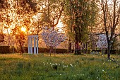MORTON HALL GARDENS, WORCESTERSHIRE: THE MEADOW, PARK, SPRING, APRIL, MONOPTEROS, FOLLY, FOLLIES, DAFFODILS, NARCISSUS, CHERRIES, PRUNUS FRAGRANT CLOUD, SUNRISE
