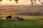 MORTON HALL GARDENS, WORCESTERSHIRE: THE MEADOW, PARK, SPRING, APRIL, VIEW WEST OVER ABBERLEY HILLS, SUNSET