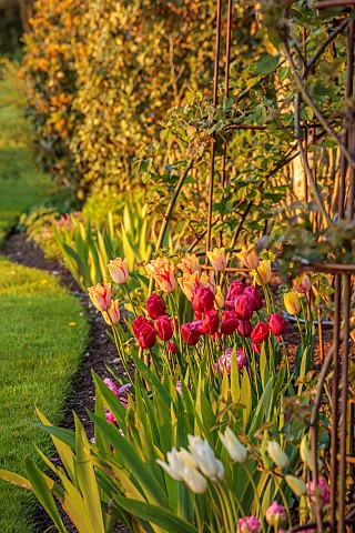 MORTON_HALL_GARDENS_WORCESTERSHIRE_APRIL_SPRING_BORDER_WITH_TULIPS_BULBS_TULIP_ARC_DE_TRIUMPH_ARC_DE