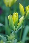MORTON HALL GARDENS, WORCESTERSHIRE: APRIL, SPRING, YELLOW, GREEN FLOWERS, BLOOMS OF TULIP FORMOSA