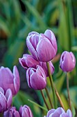 MORTON HALL GARDENS, WORCESTERSHIRE: APRIL, SPRING, PINK, BLUE, PURPLE FLOWERS, BLOOMS OF TULIP PURPLE ELEGANCE