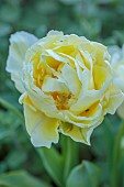 MORTON HALL GARDENS, WORCESTERSHIRE: APRIL, SPRING, YELLOW, WHITE FLOWERS, BLOOMS OF TULIP VERONA