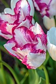 MORTON HALL GARDENS, WORCESTERSHIRE: APRIL, SPRING, PINK, WHITE FLOWERS, BLOOMS OF TULIP AFFAIRE