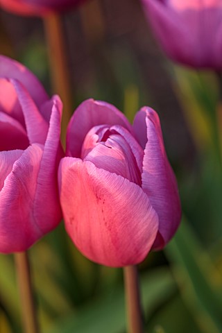 MORTON_HALL_GARDENS_WORCESTERSHIRE_APRIL_SPRING_PINK_FLOWERS_BLOOMS_OF_TULIP_ALIBI