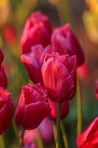 MORTON_HALL_GARDENS_WORCESTERSHIRE_APRIL_SPRING_BORDER_WITH_TULIPS_BULBS_TULIP_ARC_DE_TRIUMPH_ARC_DE