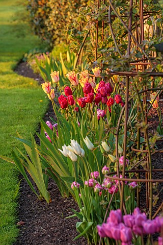 MORTON_HALL_GARDENS_WORCESTERSHIRE_APRIL_SPRING_BORDER_WITH_TULIPS_BULBS_TULIP_ARC_DE_TRIUMPH_ARC_DE