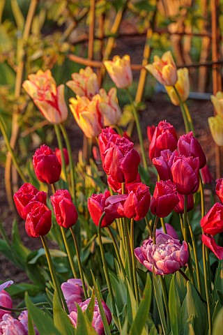 MORTON_HALL_GARDENS_WORCESTERSHIRE_APRIL_SPRING_BORDER_WITH_TULIPS_BULBS_TULIP_ARC_DE_TRIUMPH_ARC_DE
