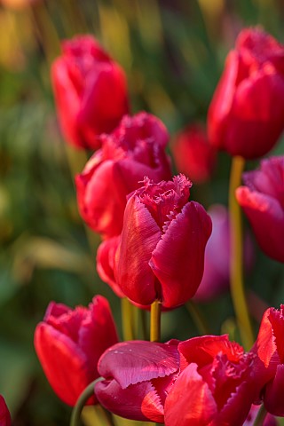 MORTON_HALL_GARDENS_WORCESTERSHIRE_APRIL_SPRING_BORDER_WITH_TULIPS_BULBS_TULIP_ARC_DE_TRIUMPH_ARC_DE