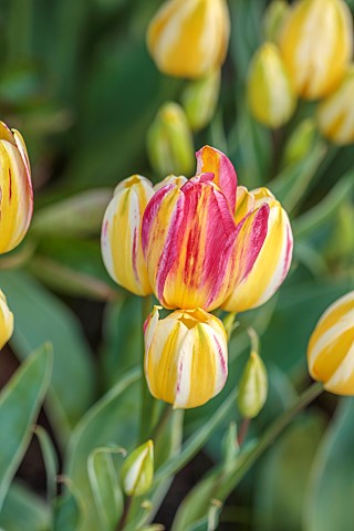 MORTON_HALL_GARDENS_WORCESTERSHIRE_APRIL_SPRING_BULBS_TULIP_ANTOINETTE