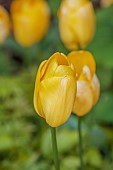 MORTON HALL GARDENS, WORCESTERSHIRE: APRIL, SPRING, YELLOW FLOWERS OF TULIP NOVI SUN