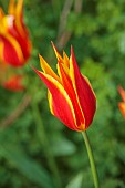 MORTON HALL GARDENS, WORCESTERSHIRE: APRIL, SPRING, RED, YELLOW FLOWERS, BLOOMS OF TULIP FLY AWAY