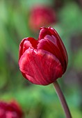 MORTON HALL GARDENS, WORCESTERSHIRE: APRIL, SPRING, RED FLOWERS, BLOOMS OF TULIP UNCLE TOM
