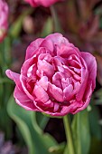 MORTON HALL GARDENS, WORCESTERSHIRE: APRIL, SPRING, PINK BLOOMS, FLOWERS OF TULIP AMAZING GRACE