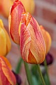 MORTON HALL GARDENS, WORCESTERSHIRE: APRIL, SPRING, RED, ORANGE FLOWERS, BLOOMS OF TULIP RHAPSODY OF SMILES