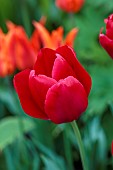 MORTON HALL GARDENS, WORCESTERSHIRE: APRIL, SPRING, RED FLOWERS, BLOOMS OF TULIP RED SIGNAL