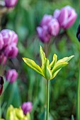 MORTON HALL GARDENS, WORCESTERSHIRE: APRIL, SPRING, GREEN, YELLOW FLOWERS, BLOOMS OF TULIP FORMOSA