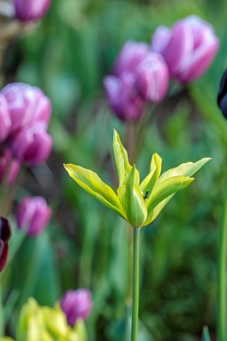 MORTON_HALL_GARDENS_WORCESTERSHIRE_APRIL_SPRING_GREEN_YELLOW_FLOWERS_BLOOMS_OF_TULIP_FORMOSA