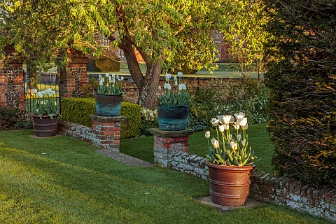 DODDINGTON_PLACE_KENT_APRIL_SPRING_THE_SUNKEN_GARDEN_TERRACOTTA_CONTAINERS_PLANTED_WITH_TULIPA_ANGEL