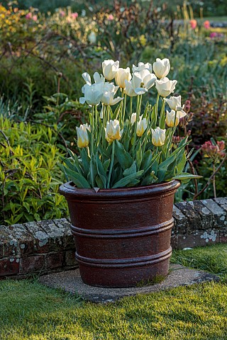 DODDINGTON_PLACE_KENT_APRIL_SPRING_THE_SUNKEN_GARDEN_TERRACOTTA_CONTAINERS_PLANTED_WITH_TULIPA_ANGEL