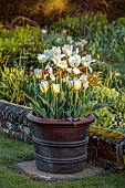 DODDINGTON PLACE, KENT: APRIL, SPRING, THE SUNKEN GARDEN, TERRACOTTA CONTAINERS PLANTED WITH TULIPA ANGELS WISH, FLAMING AGRASS, FIRST PROUD