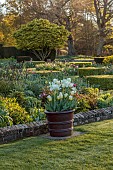 DODDINGTON PLACE, KENT: APRIL, SPRING, THE SUNKEN GARDEN, TERRACOTTA CONTAINERS PLANTED WITH TULIPA ANGELS WISH, FLAMING AGRASS, FIRST PROUD