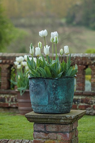 DODDINGTON_PLACE_KENT_APRIL_SPRING_THE_SUNKEN_GARDEN_COPPER_CONTAINER_PLANTED_WITH_TULIPA_ANGELS_WIS