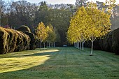 DODDINGTON PLACE, KENT: APRIL, SPRING, HUGE FORMAL CLIPPED YEW HEDGE, HEDGING, AVENUE OF BEECHES