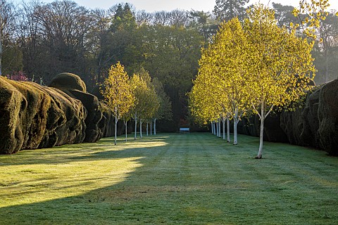 DODDINGTON_PLACE_KENT_APRIL_SPRING_HUGE_FORMAL_CLIPPED_YEW_HEDGE_HEDGING_AVENUE_OF_BEECHES