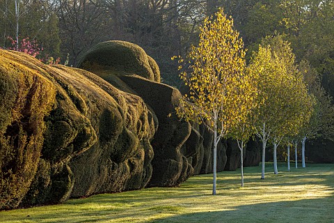 DODDINGTON_PLACE_KENT_APRIL_SPRING_HUGE_CLIPPED_YEW_HEDGE_HEDGING_AVENUE_OF_BEECHES