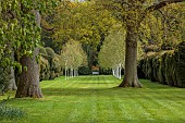 DODDINGTON PLACE, KENT: APRIL, SPRING, HUGE CLIPPED YEW HEDGE, HEDGING, AVENUE OF BEECHES