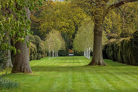 DODDINGTON_PLACE_KENT_APRIL_SPRING_HUGE_CLIPPED_YEW_HEDGE_HEDGING_AVENUE_OF_BEECHES