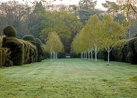 DODDINGTON_PLACE_KENT_APRIL_SPRING_HUGE_CLIPPED_YEW_HEDGE_HEDGING_AVENUE_OF_BEECHES