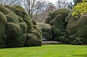 DODDINGTON PLACE, KENT: APRIL, SPRING, HUGE CLIPPED YEW HEDGE, HEDGING, CHAIR, BENCH