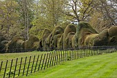 DODDINGTON PLACE, KENT: APRIL, SPRING, HUGE CLIPPED YEW HEDGE, HEDGING, METAL RAILINGS