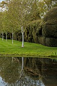 DODDINGTON PLACE, KENT: APRIL, SPRING, HUGE CLIPPED YEW HEDGE, HEDGING, BIRCH TREES, REFLECTIONS, REFLECTED