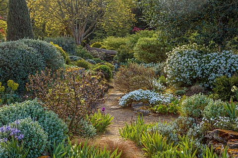 DODDINGTON_PLACE_KENT_APRIL_SPRING_THE_ROCK_GARDEN_IRISES_CAMASSIAS_BALLOTA_CHOISYA_AZTEC_PEARL_FALL
