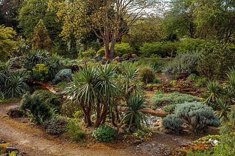 DODDINGTON_PLACE_KENT_APRIL_SPRING_THE_ROCK_GARDEN_CORDYLINES_BERGENIA_CORDIFOLIA_OVERTURE_STREAM