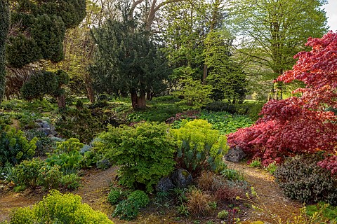 DODDINGTON_PLACE_KENT_APRIL_SPRING_THE_ROCK_GARDEN_EUPHORBIAS_MAPLES_ACERS