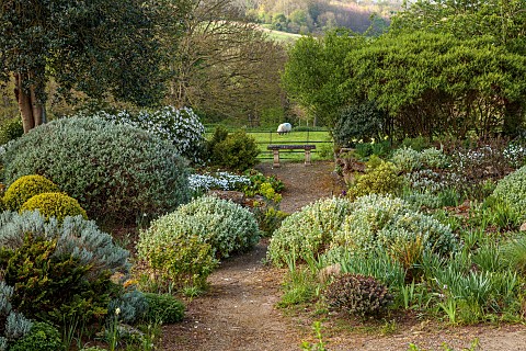 DODDINGTON_PLACE_KENT_APRIL_SPRING_THE_ROCK_GARDEN_BALLOTA_EUPHORBIACHOISYA_AZTEC_PEARL_SHEEP_BORROW