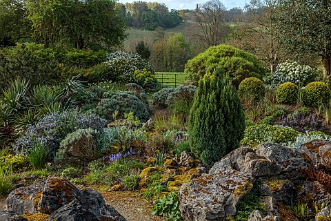 DODDINGTON_PLACE_KENT_APRIL_SPRING_THE_ROCK_GARDEN_BLUEBELLS_ROSEMARY_EUPHORBIA_CHOISYA_AZTEC_PEARL
