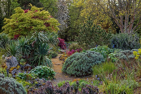 DODDINGTON_PLACE_KENT_APRIL_SPRING_THE_ROCK_GARDEN_PINES_BERGENIA_CORDIFOLIA_OVERTURE_ACERS_MAPLES
