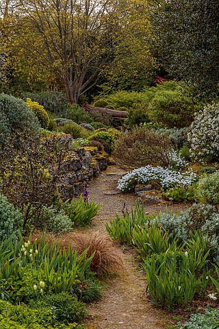 DODDINGTON_PLACE_KENT_APRIL_SPRING_THE_ROCK_GARDEN_IRISES_CHOISYA_AZTEC_PEARL_FALLEN_LOG_OVER_PATH