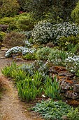 DODDINGTON PLACE, KENT: APRIL, SPRING, THE ROCK GARDEN, IRISES, CHOISYA AZTEC PEARL, FALLEN LOG OVER PATH